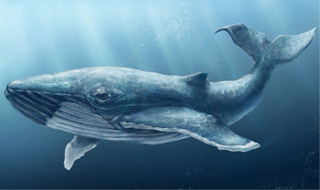 Картинки по запросу синий кит